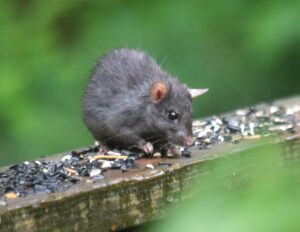 Comment savoir si on a des souris ? Ha nuisibles dératisation