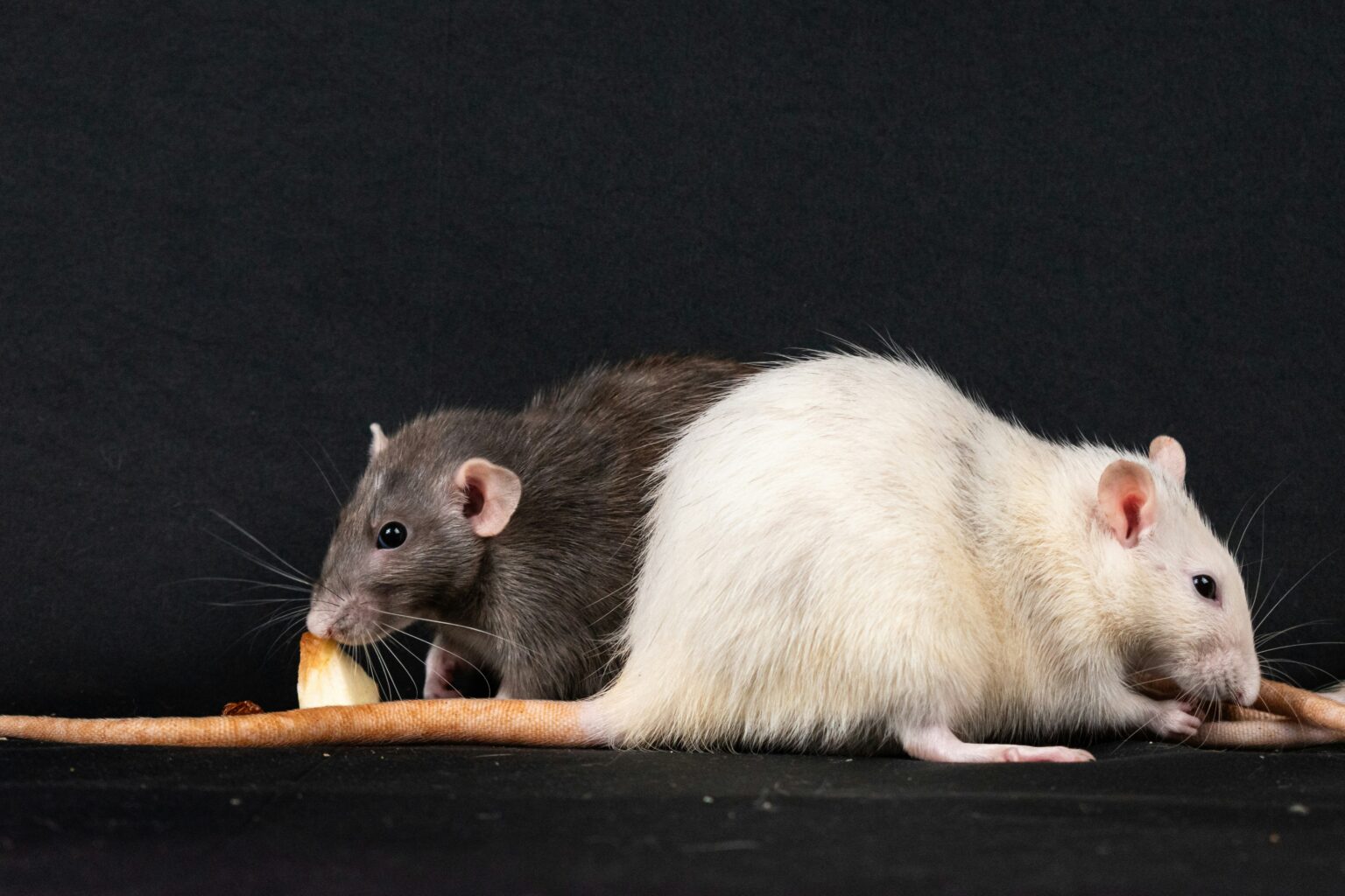 Des rats pour illustrer l'article Prix d’une dératisation en 2025 : tarifs, conseils et erreurs à éviter